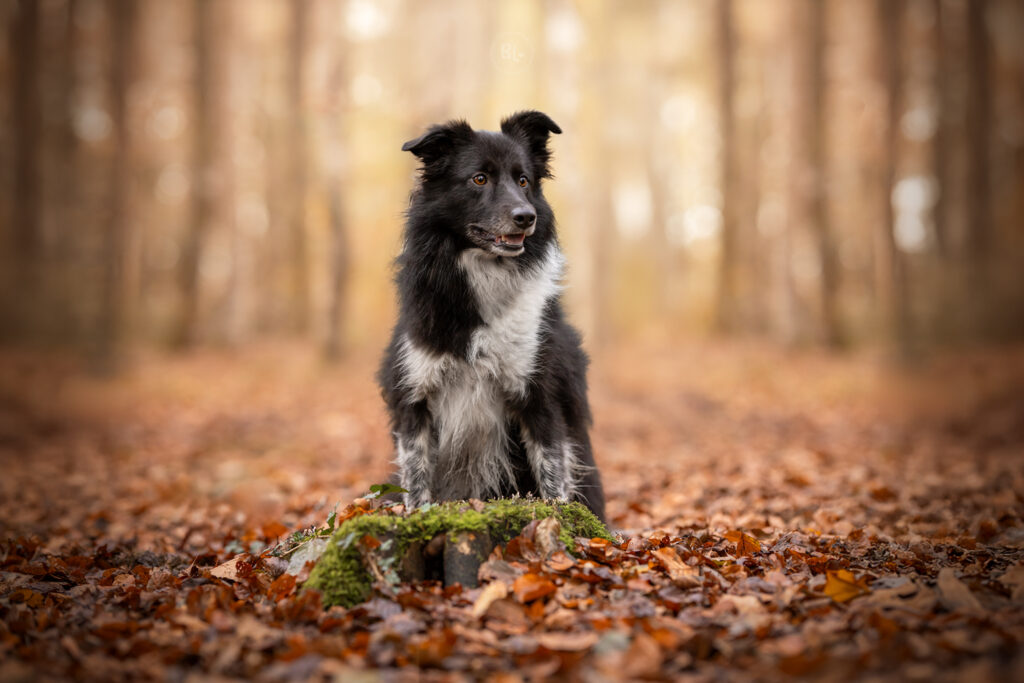 séance-photo-chien-automne-brest-Finistère
