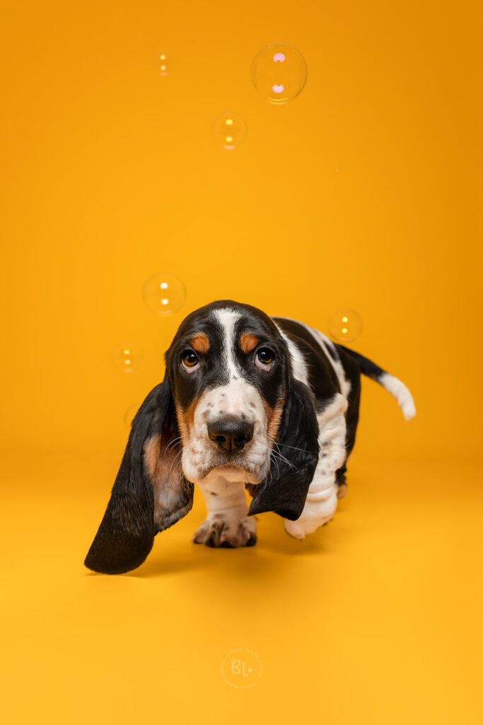 Photo-Bubble-Life-photo-basset-hound-studio-Finistère