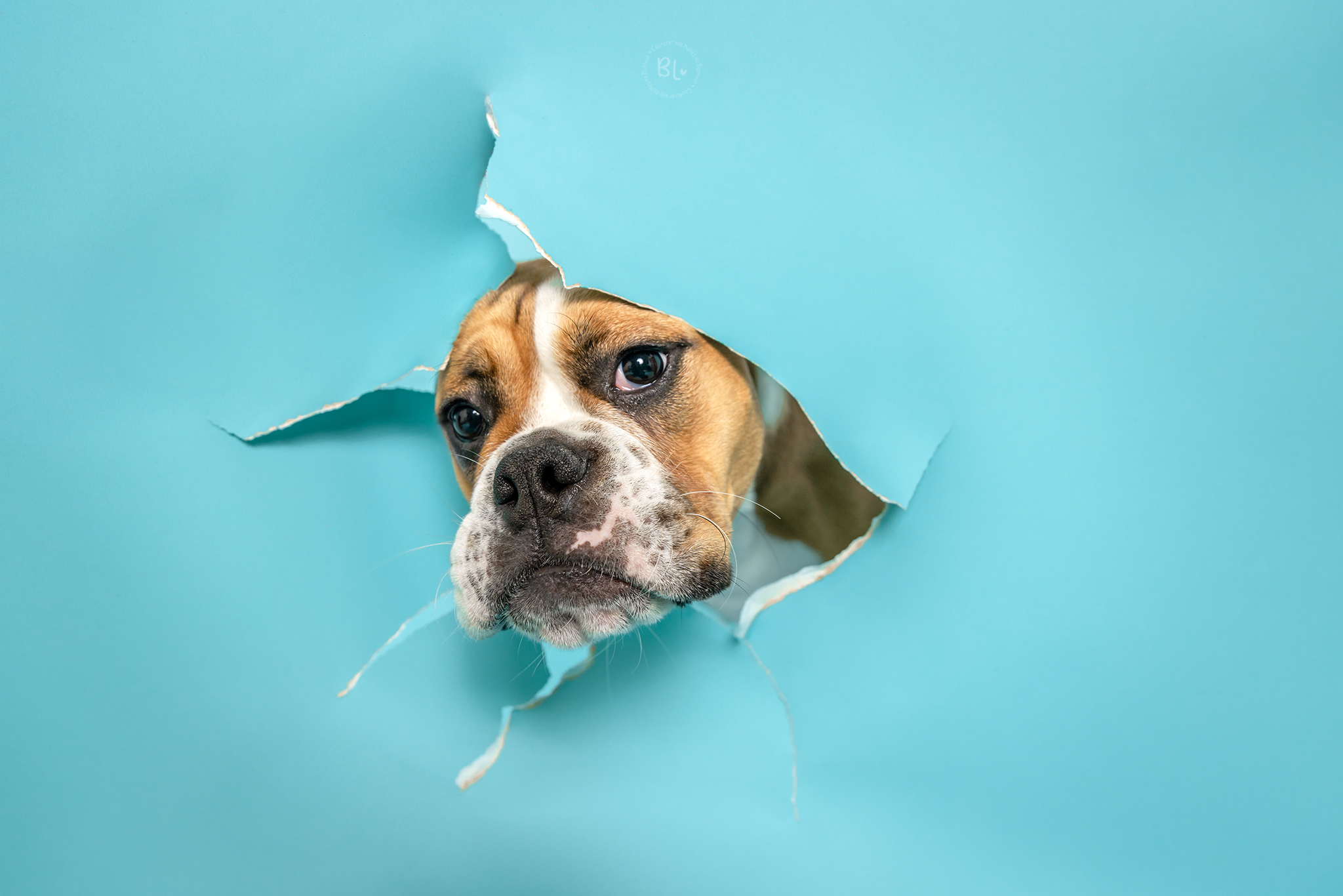 photo bubble Life séance photo chien studio Bretagne plougonvelin Plouzané Finistère