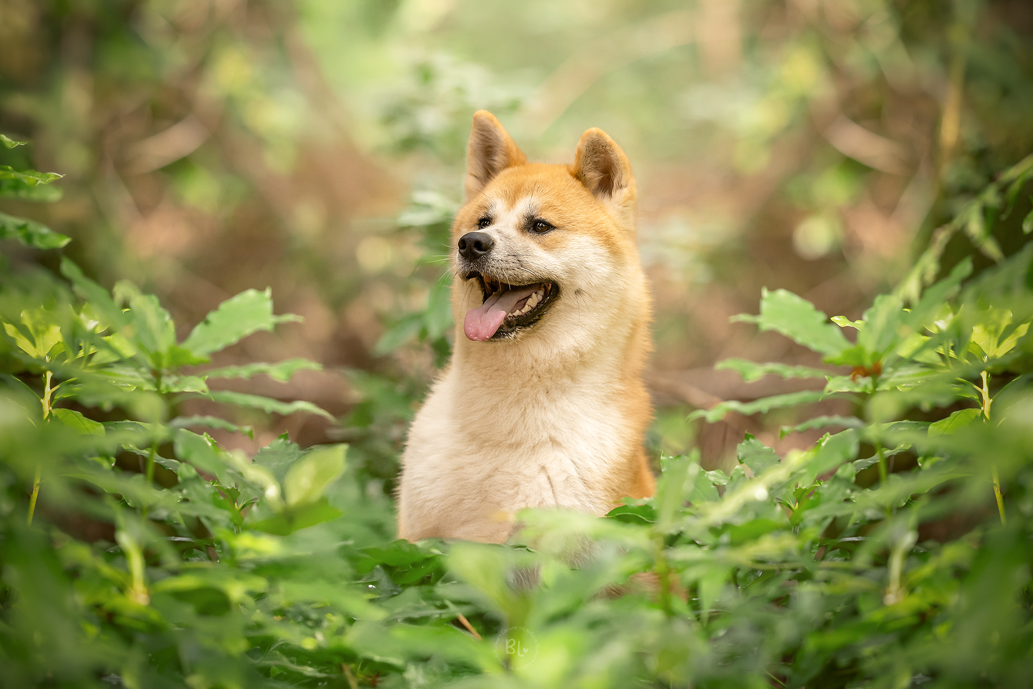 photographe-chien-chat-cheval-studio-extérieur-brest-Finistère-Plougonvelin