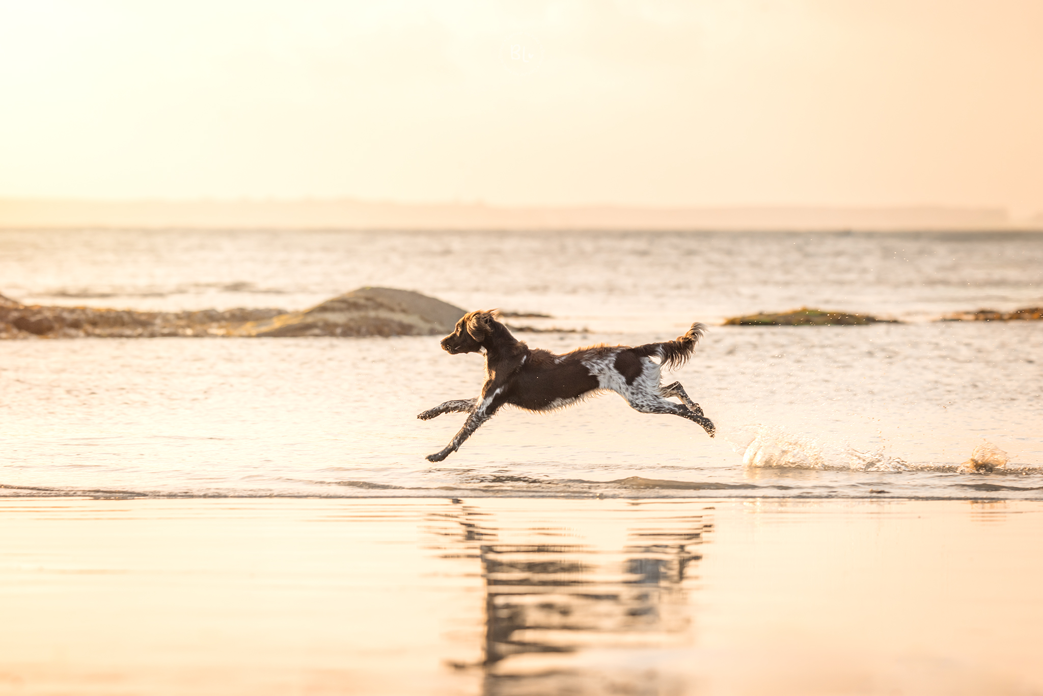 photographe-chien-chat-cheval-studio-extérieur-brest-Finistère-Plougonvelin