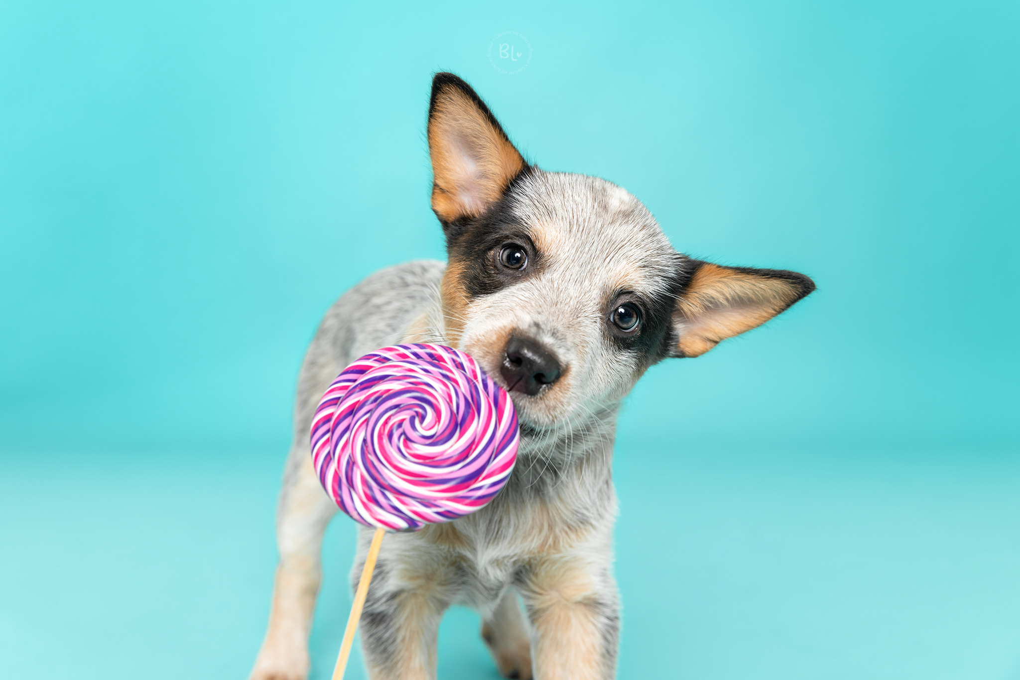 Photo-Bubble-Life-Séance-chiot-studio-brest-Finistère