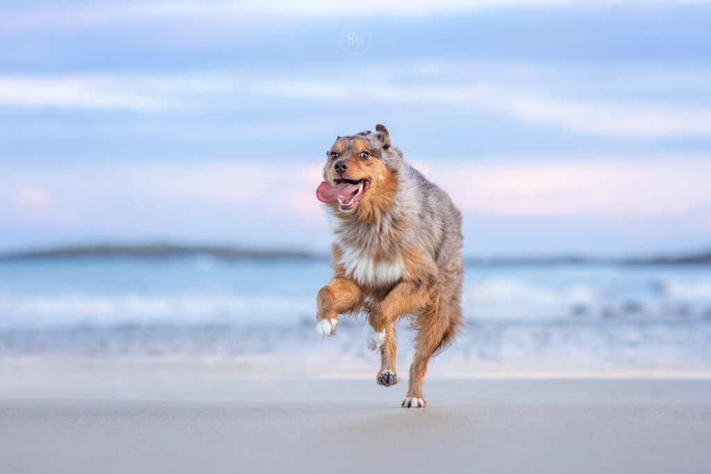 Photographe-chien-plage-Brest-Ploudalmezeau-Finistère-Photo-Bubble-Life