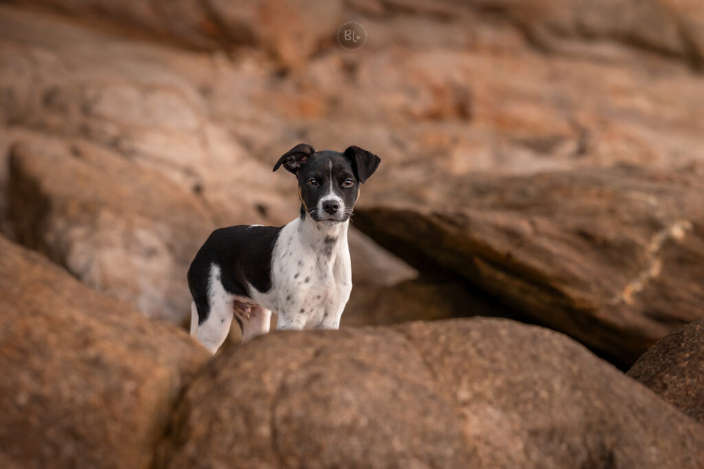 photographe-chiot-séance-photo-plage-finistère-brest-plougonvelin-Photo-Bubble-Life