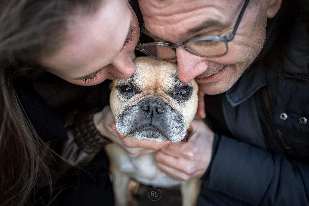 Photographe-chien-Brest-Finistère-Bouledogue-français