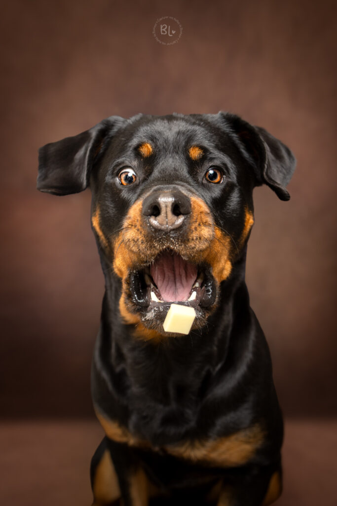 Séance-photo-chien-en-studio-plougonvelin-finistère