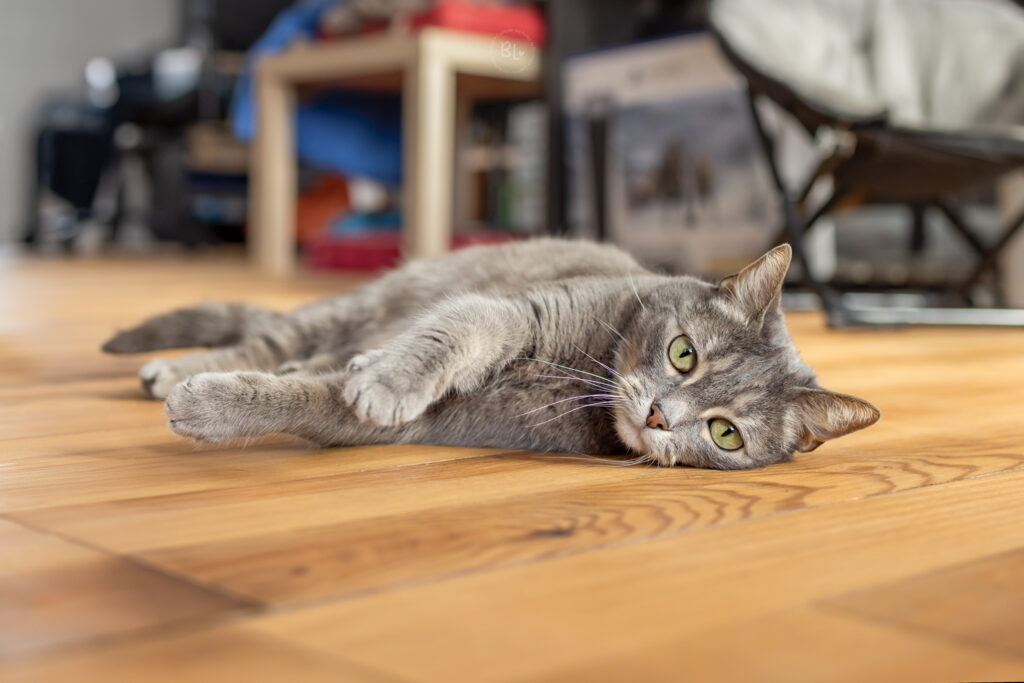 photographe-chat-domicile-brest-finistère-bretagne-