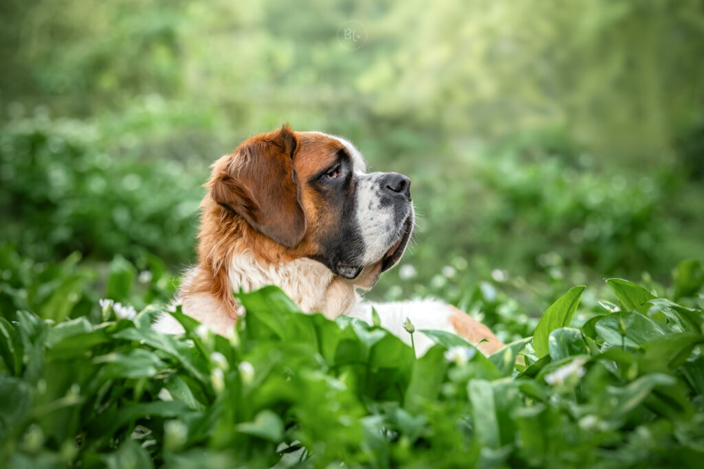 Photographe-chien-brest-Finistère-saint-bernard