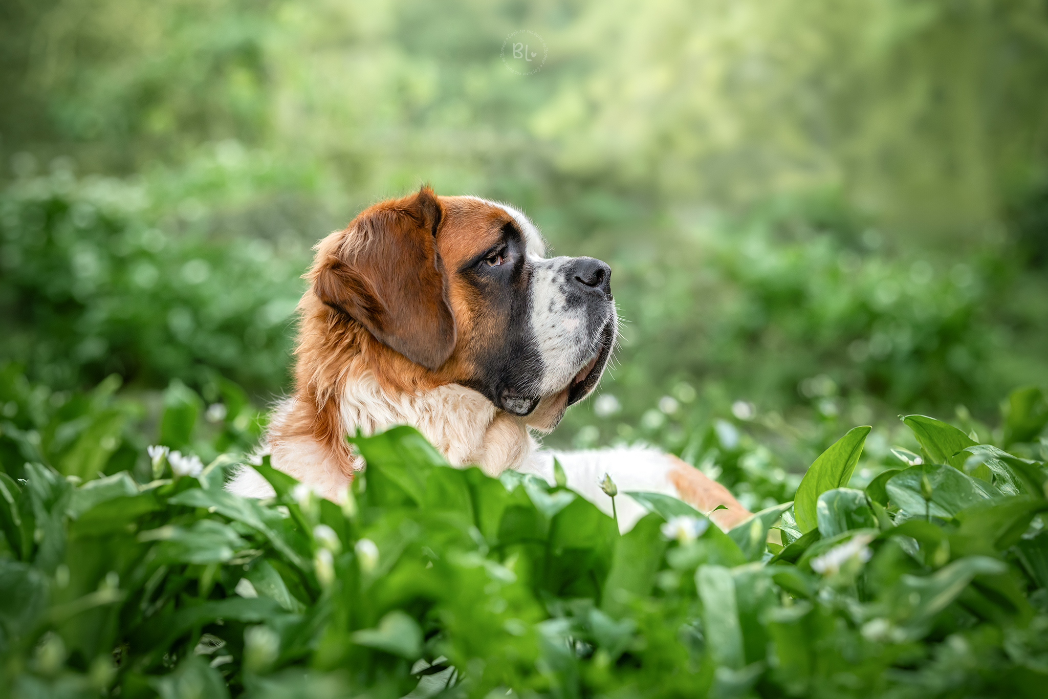 Photographe-chien-brest-Finistère-saint-bernard