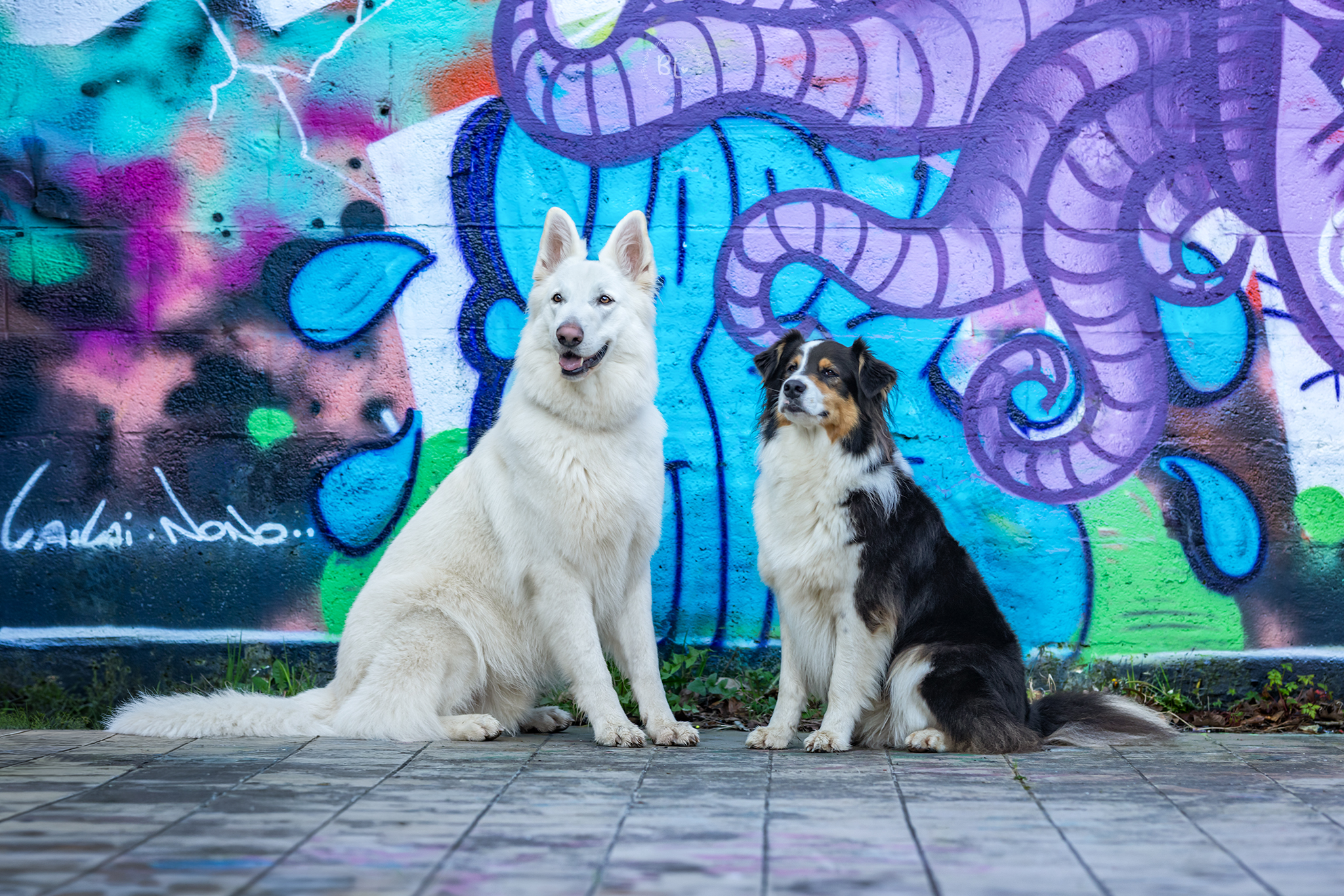 Photographe-chien-brest-Finistère