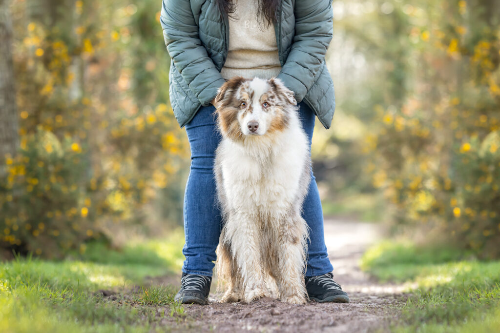 photographe-chien-chat-cheval-Bretagne-Finistère-Brest