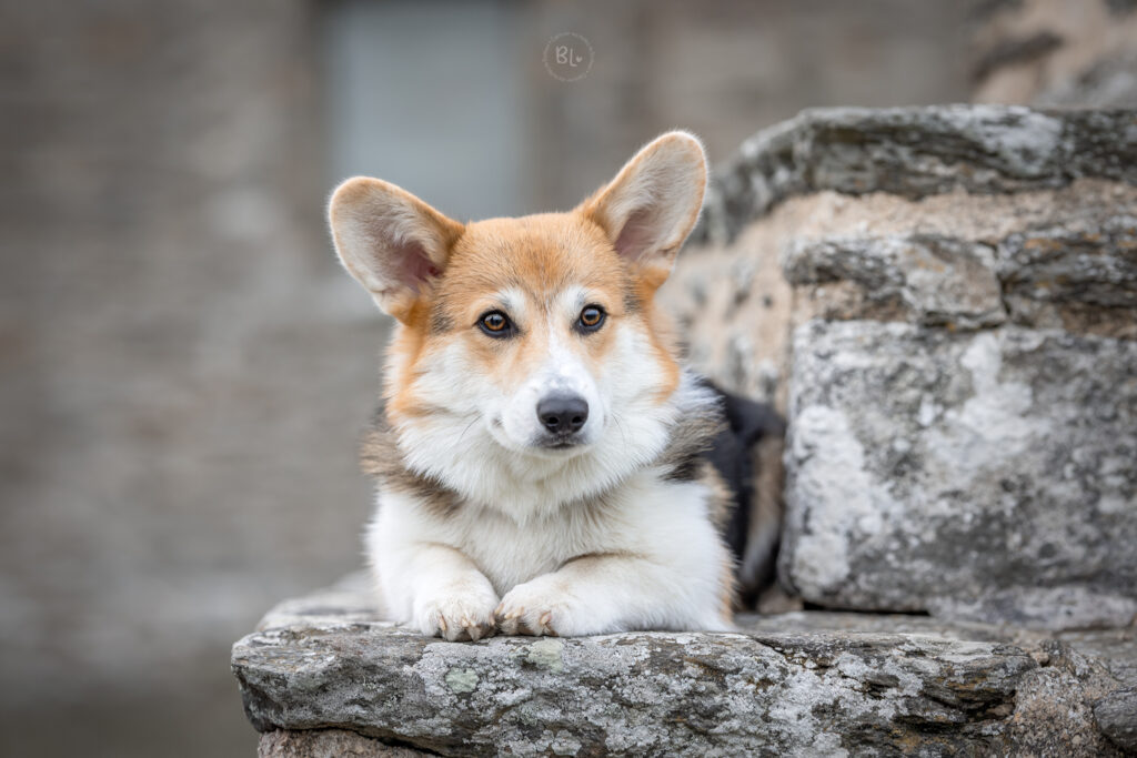 photographe-chien-corgie-brest-plougonvelin-finistère-Bretagne