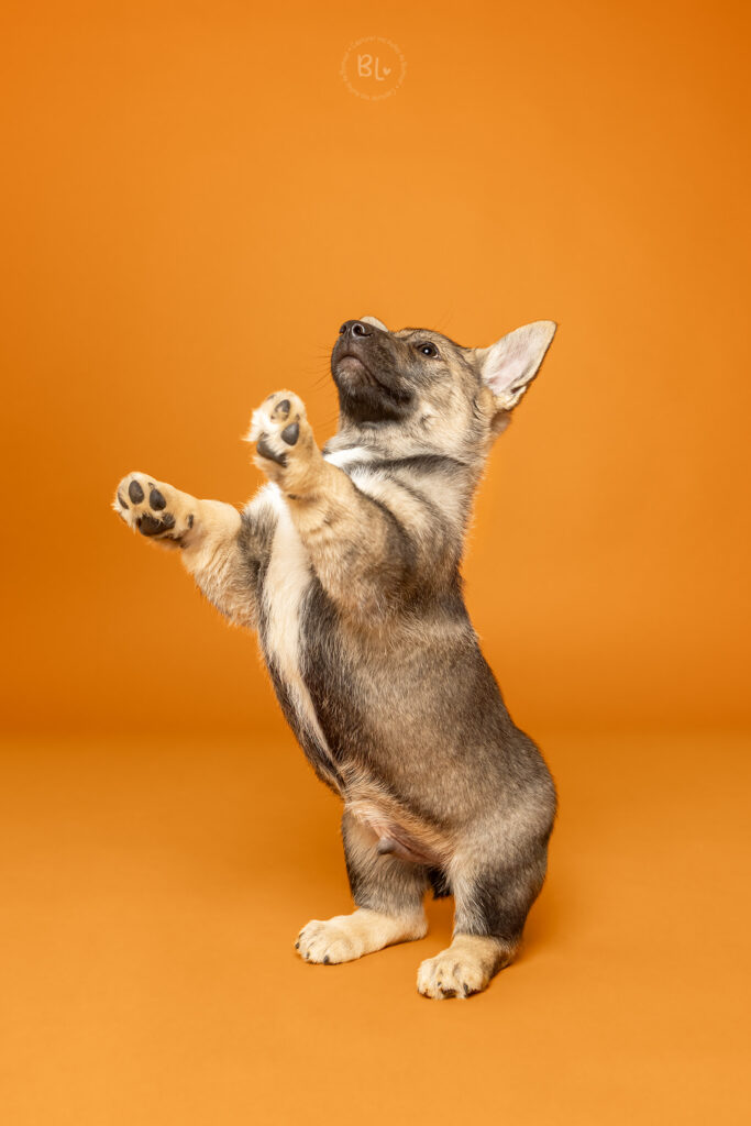 photographe-chiot-spitz-wizigoth-brest-finistère-bretagne