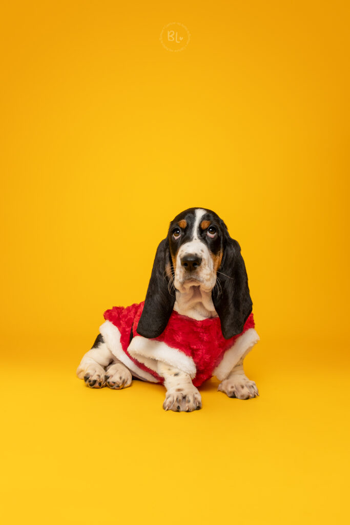 Photo-Bubble-Life-Photographe-chien-studio-basset-hound-Finisitère-0710(WEB)