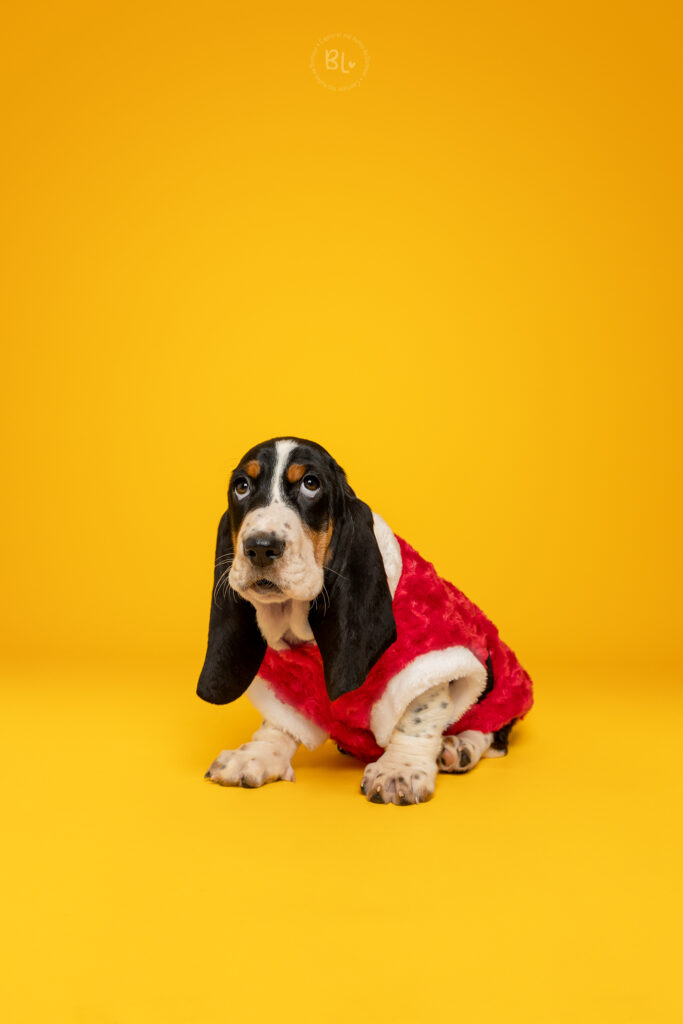 Photo-Bubble-Life-Photographe-chien-studio-basset-hound-Finisitère-0715(WEB)