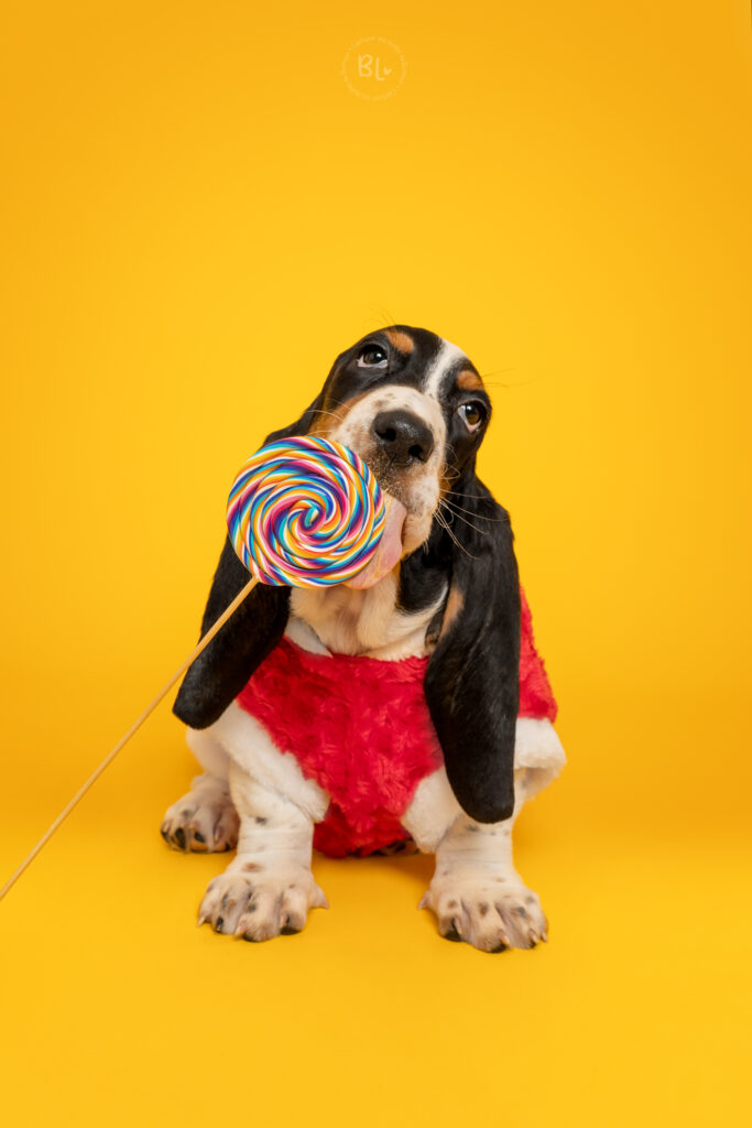 Photo-Bubble-Life-Photographe-chien-studio-basset-hound-Finistère