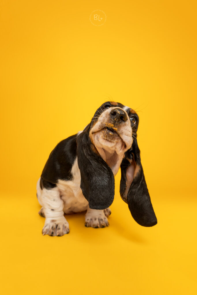 Photo-Bubble-Life-Photographe-chien-studio-basset-hound-Finistère