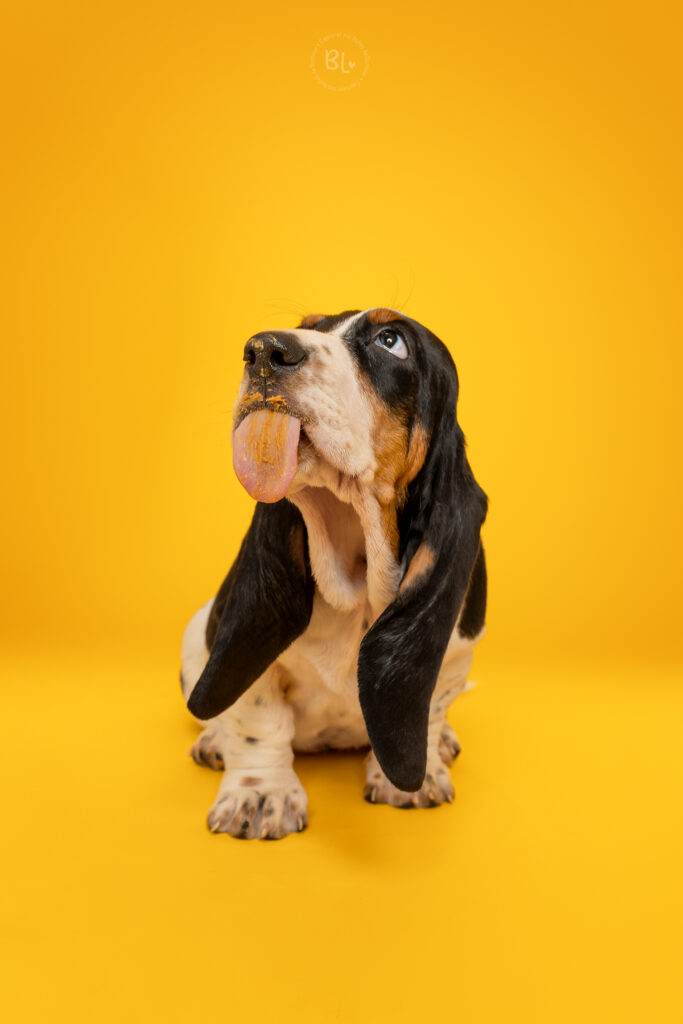 Photo-Bubble-Life-Photographe-chien-studio-basset-hound-Finistère
