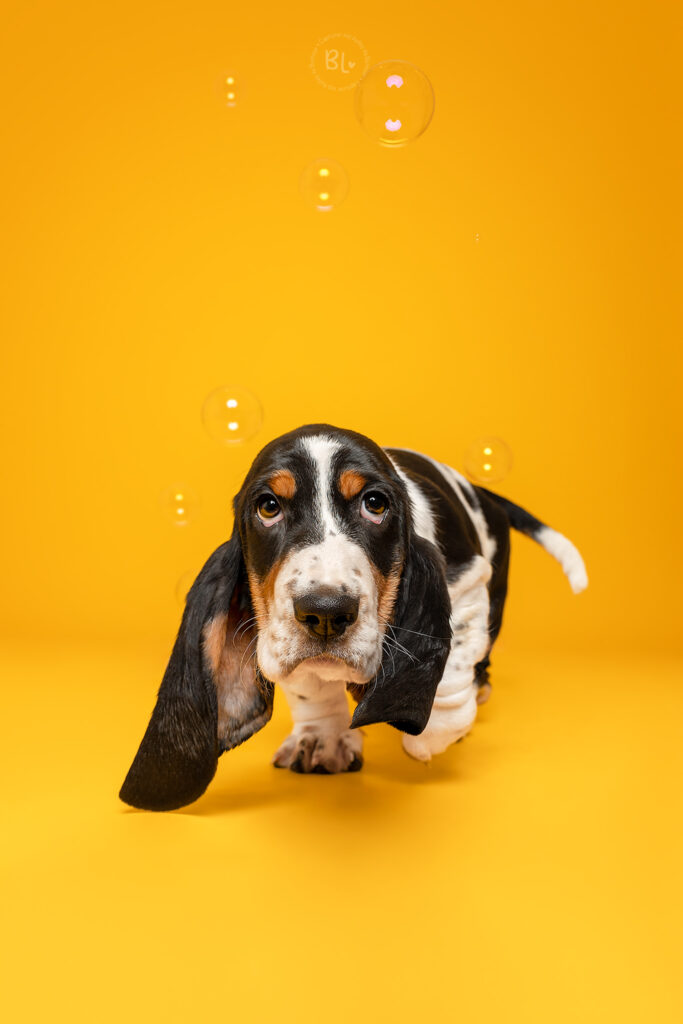 Photo-Bubble-Life-Photographe-chien-studio-basset-hound-Finistère
