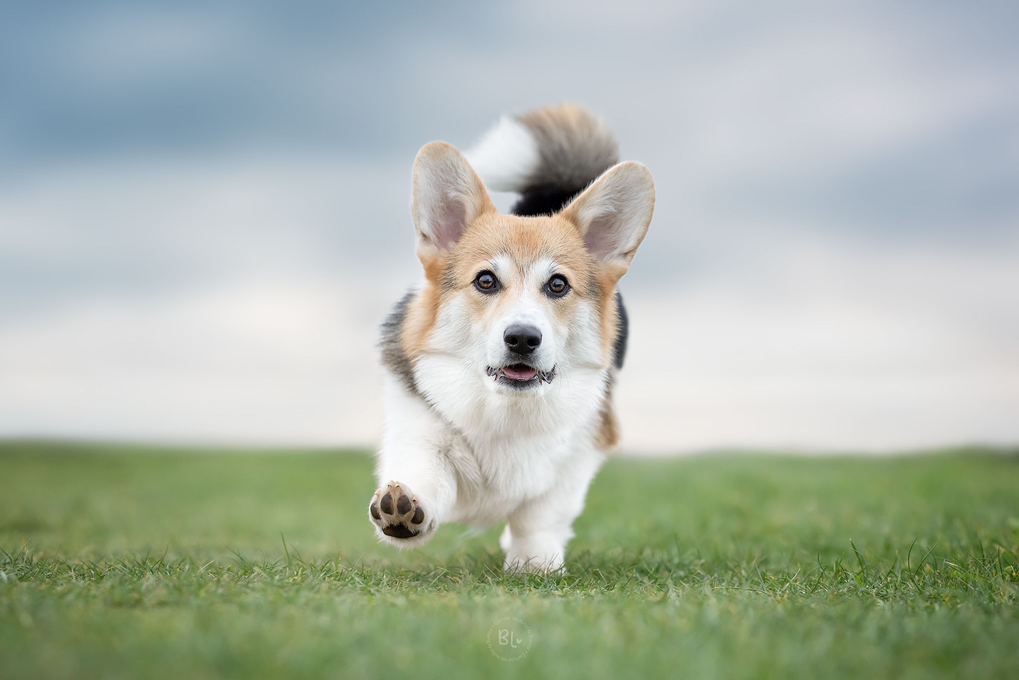 Photo-Bubble-Life-photographe-chien-Corgi-Brest-Finistère
