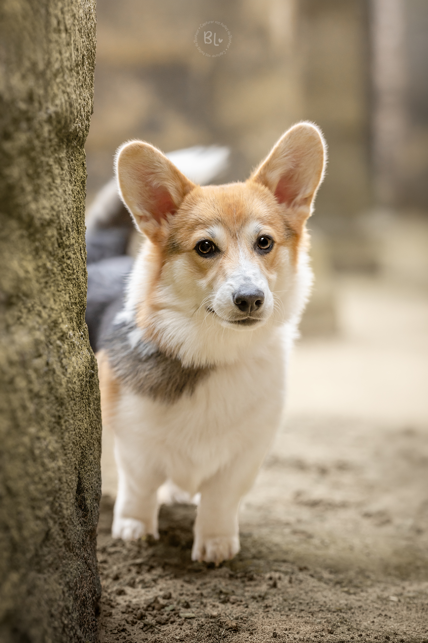 Photo-Bubble-Life-photographe-chien-Corgi-Brest-Finistère