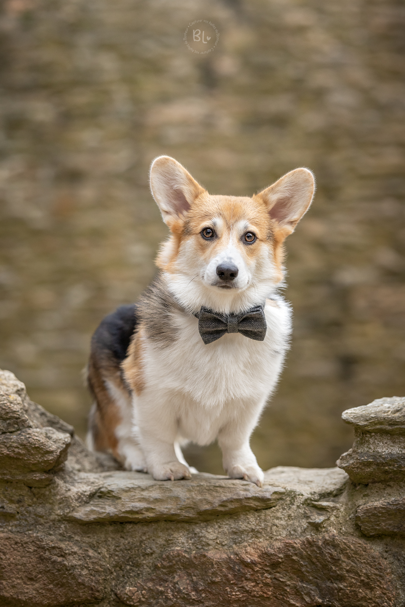 Photo-Bubble-Life-photographe-chien-Corgi-Brest-Finistère
