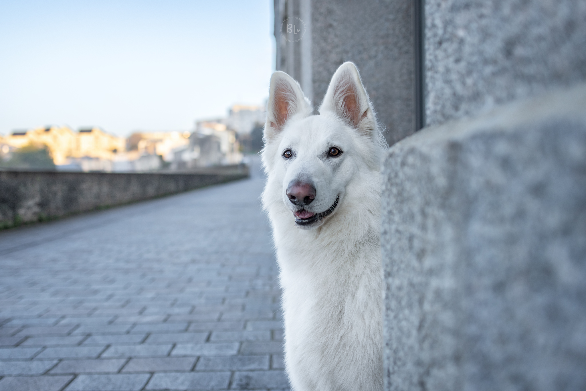 Photo-Bubble-Life-photographe-chien-brest-Finistère-Bretagne