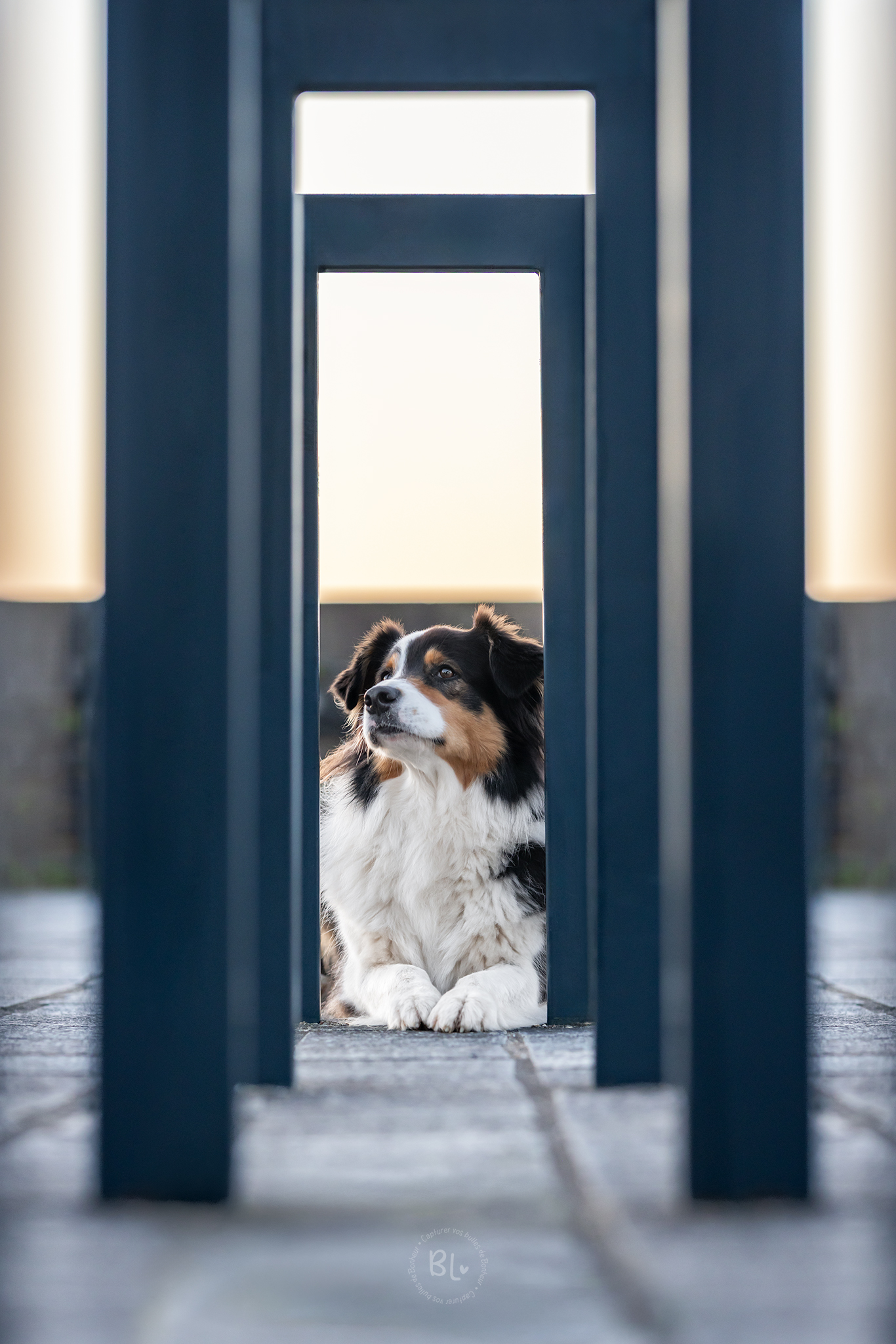 Photo-Bubble-Life-photographe-chien-brest-Finistère-Bretagne