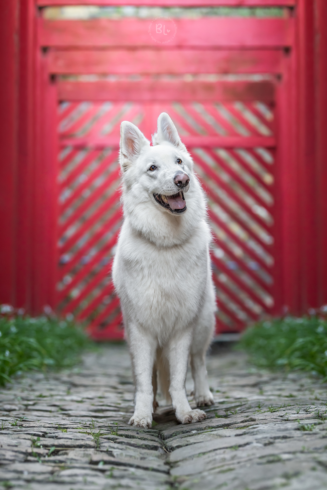 Photo-Bubble-Life-photographe-chien-brest-Finistère-Bretagne