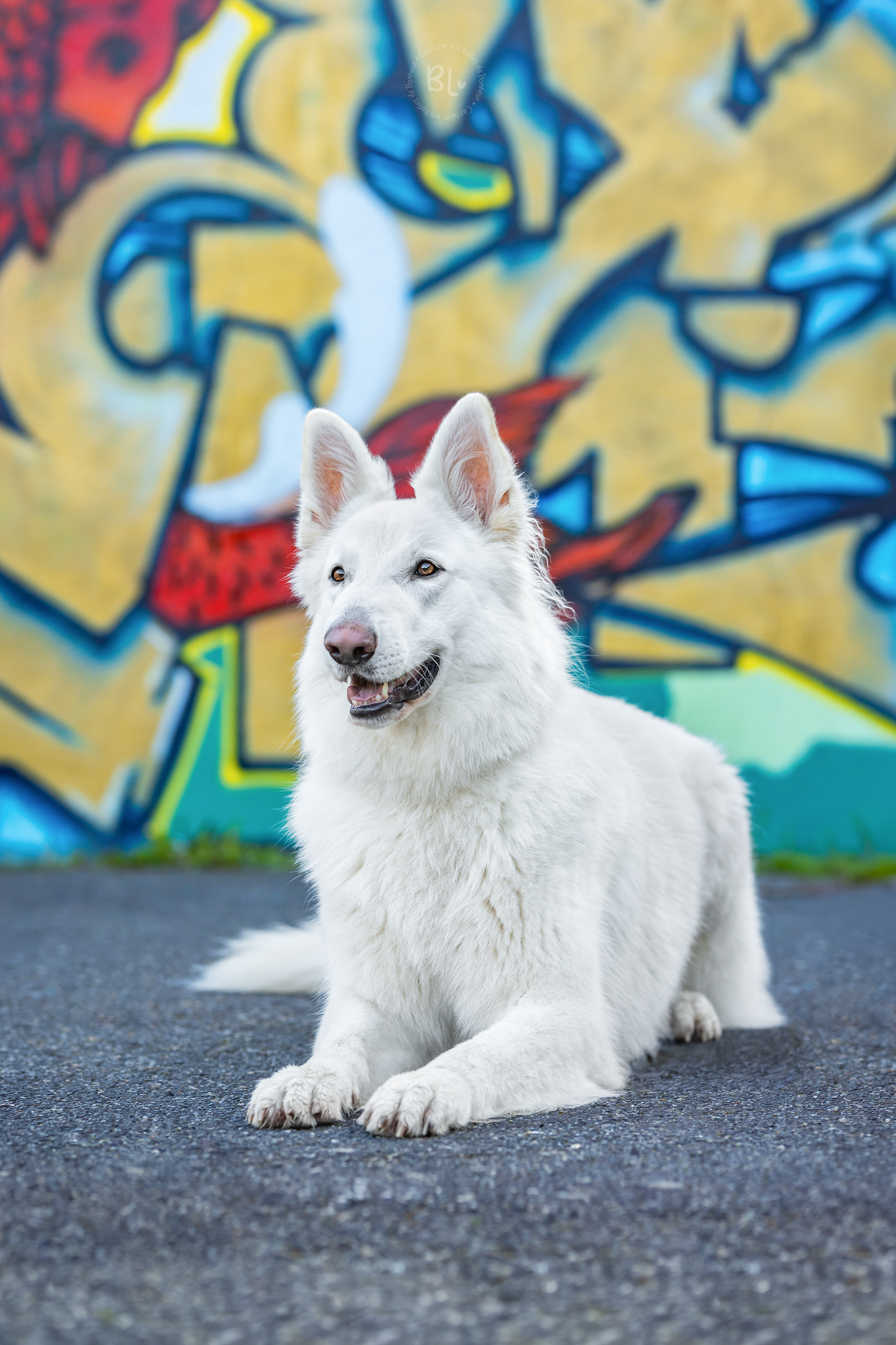 Photo-Bubble-Life-photographe-chien-brest-Finistère-Bretagne