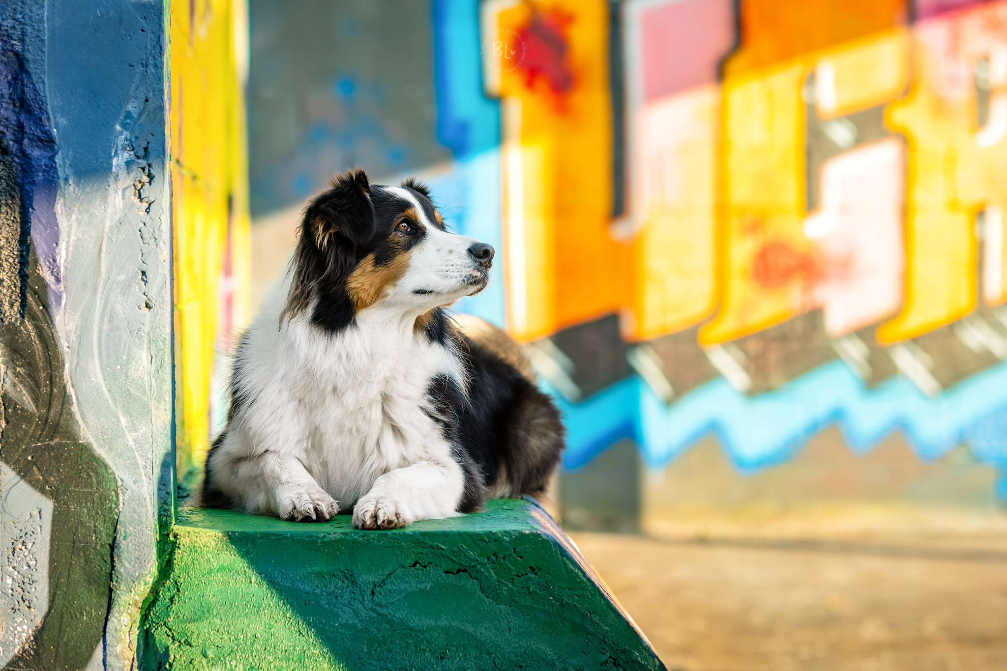 Photo-Bubble-Life-photographe-chien-brest-Finistère-Bretagne