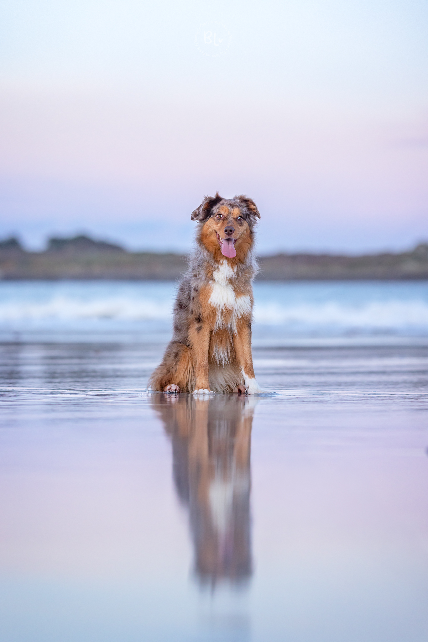 Photographe-chien-berger-australien-Photo-Bubble-Life-Brest-Finistère