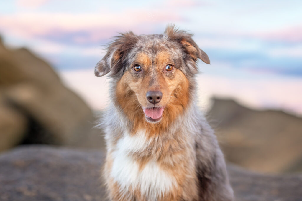 Photographe-chien-berger-australien-Photo-Bubble-Life-Brest-Finistère