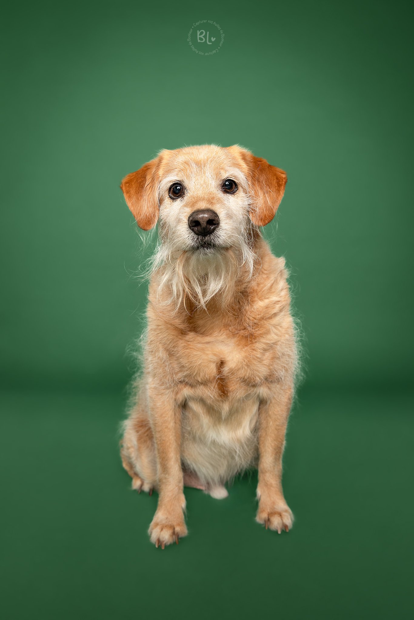 Séance-photo-chien-studio-photo-plougonvelin-plouzané-Finisitère