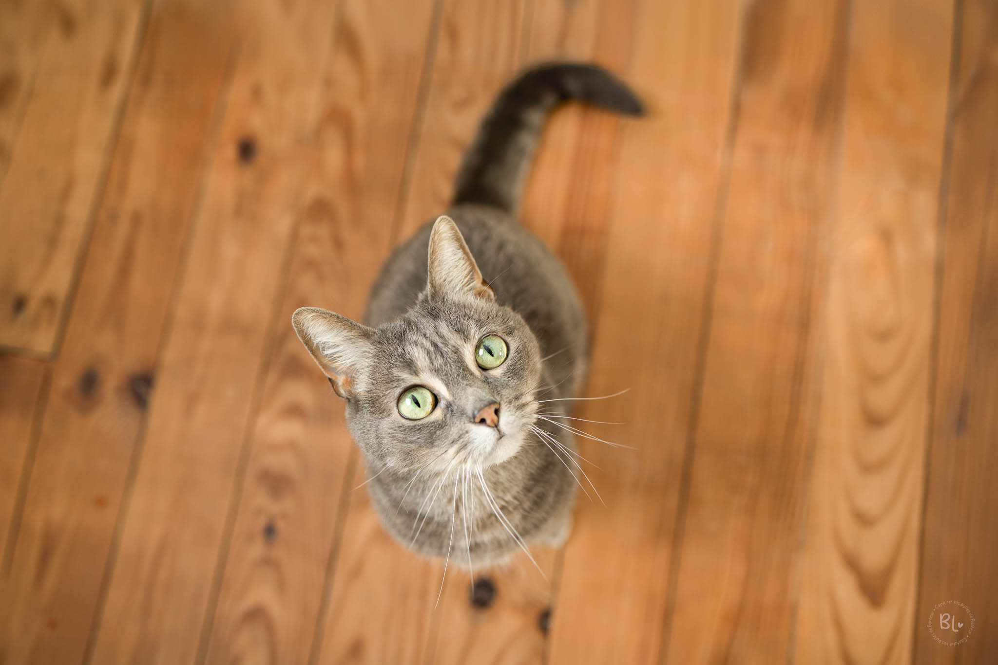 photographe-chat-brest-Finistère