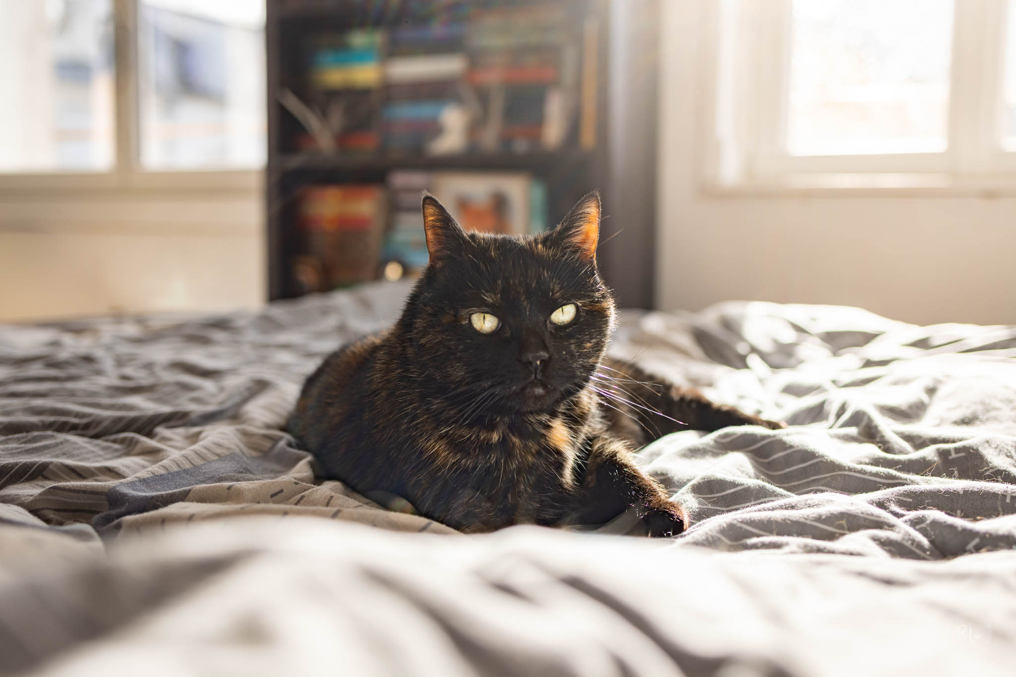 photographe-chat-brest-Finistère