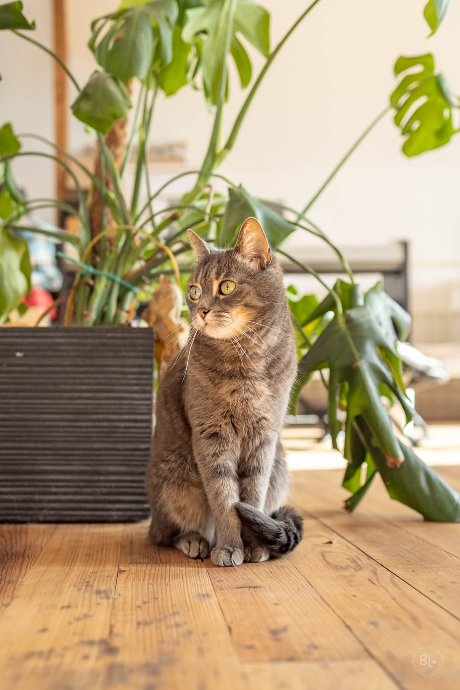photographe-chat-brest-Finistère