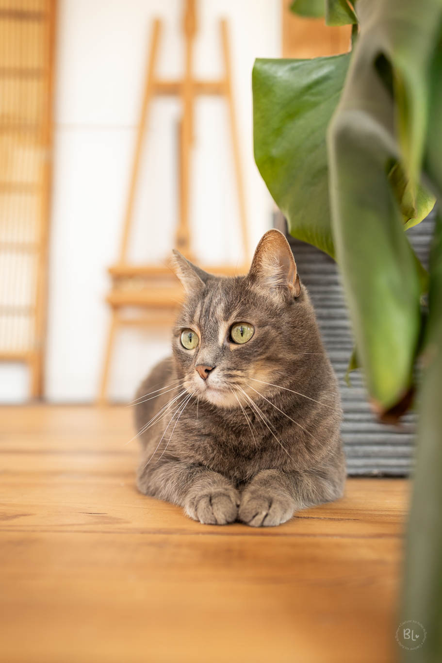 photographe-chat-brest-Finistère