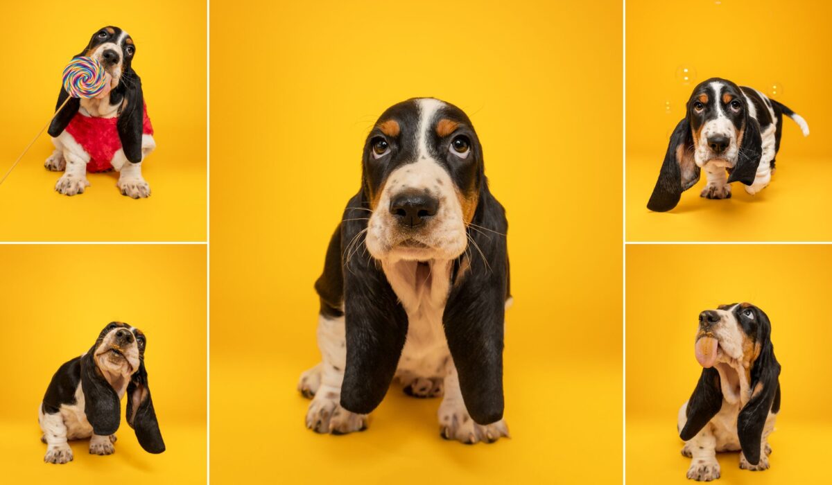 photographe-chien-chiot-basset-hound-Finistère-Plouzané-Plougonvelin