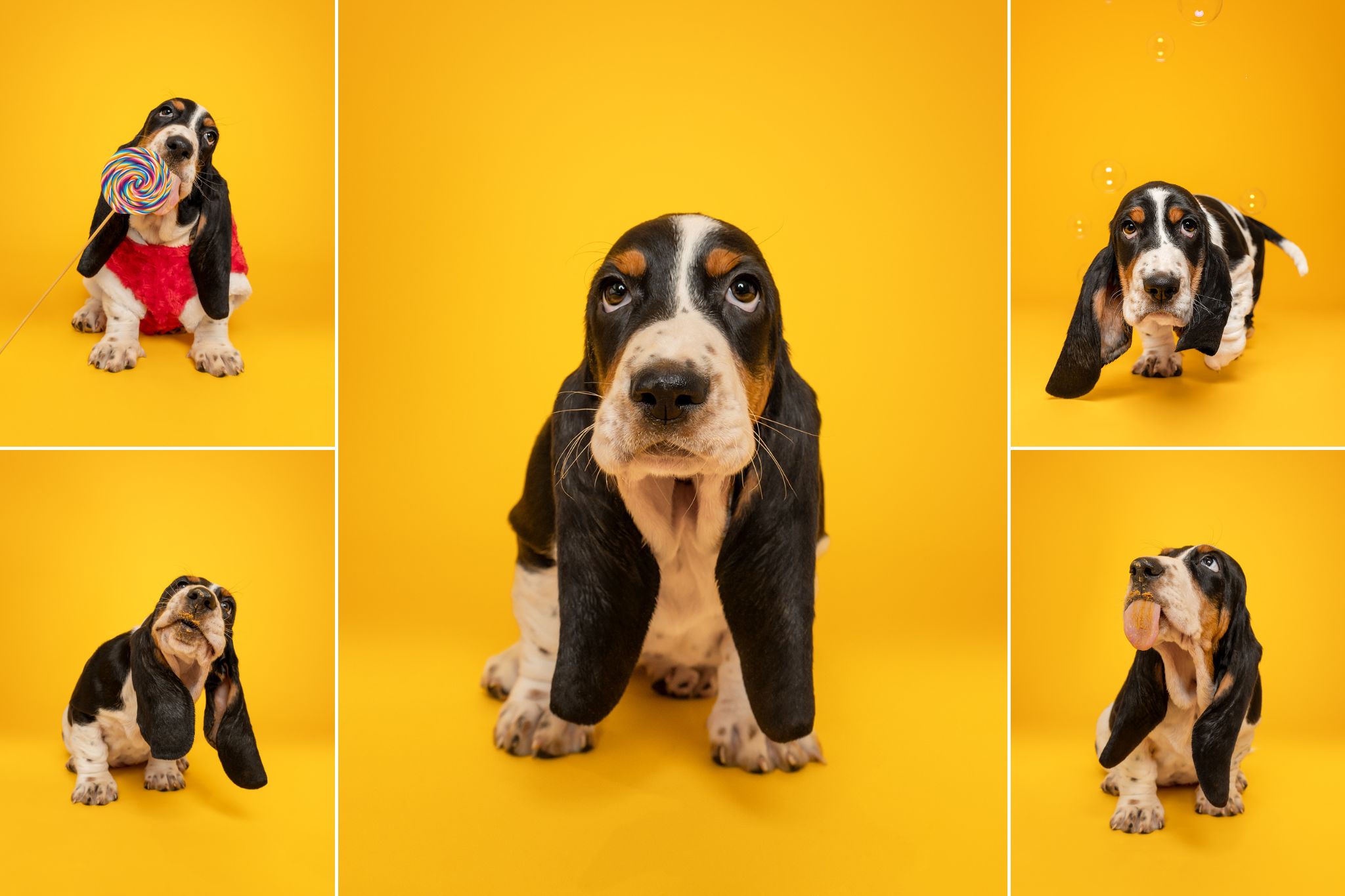 photographe-chien-chiot-basset-hound-Finistère-Plouzané-Plougonvelin