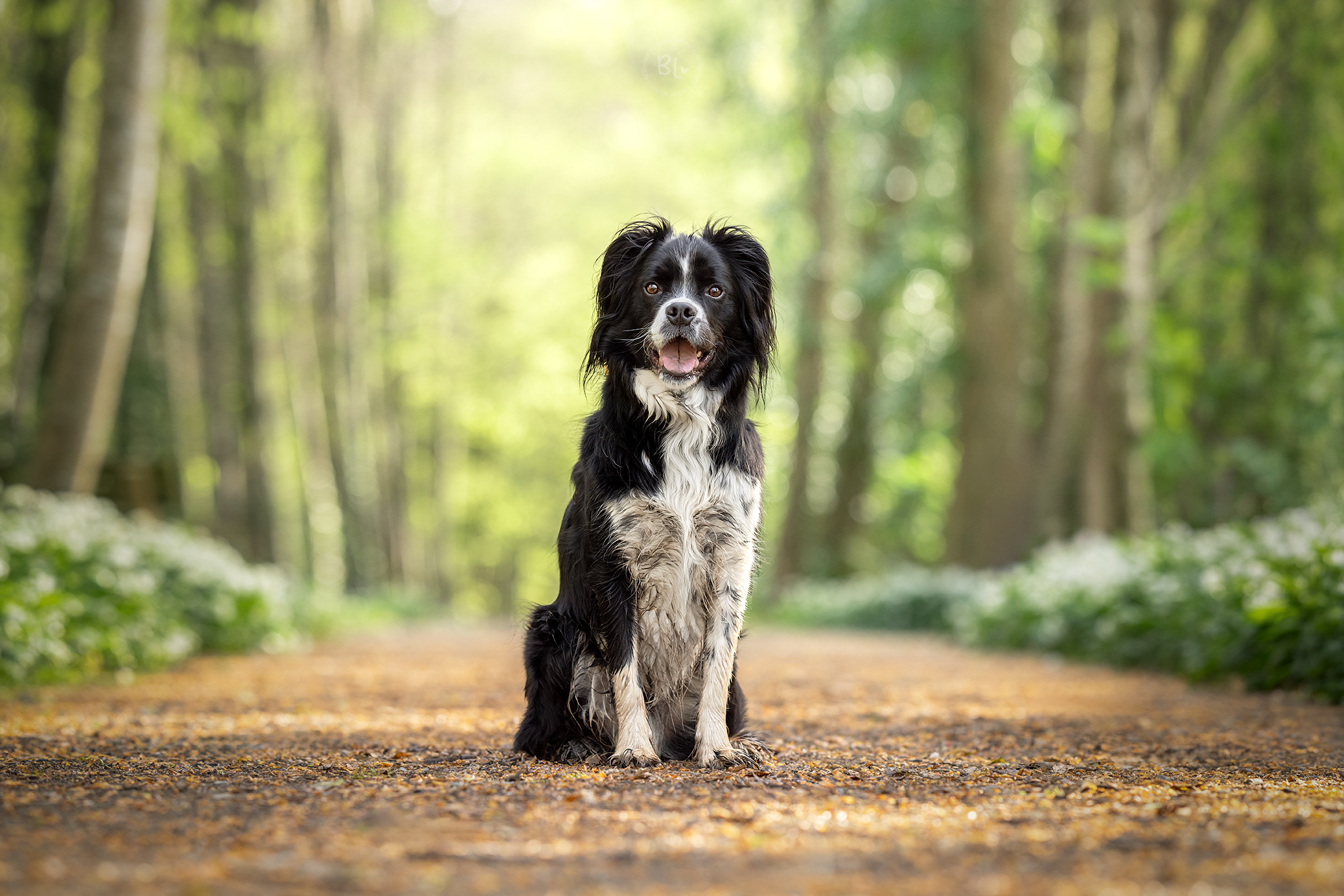 photographe-chien-photo-printemps-Photo-Bubble-Life-bretagne