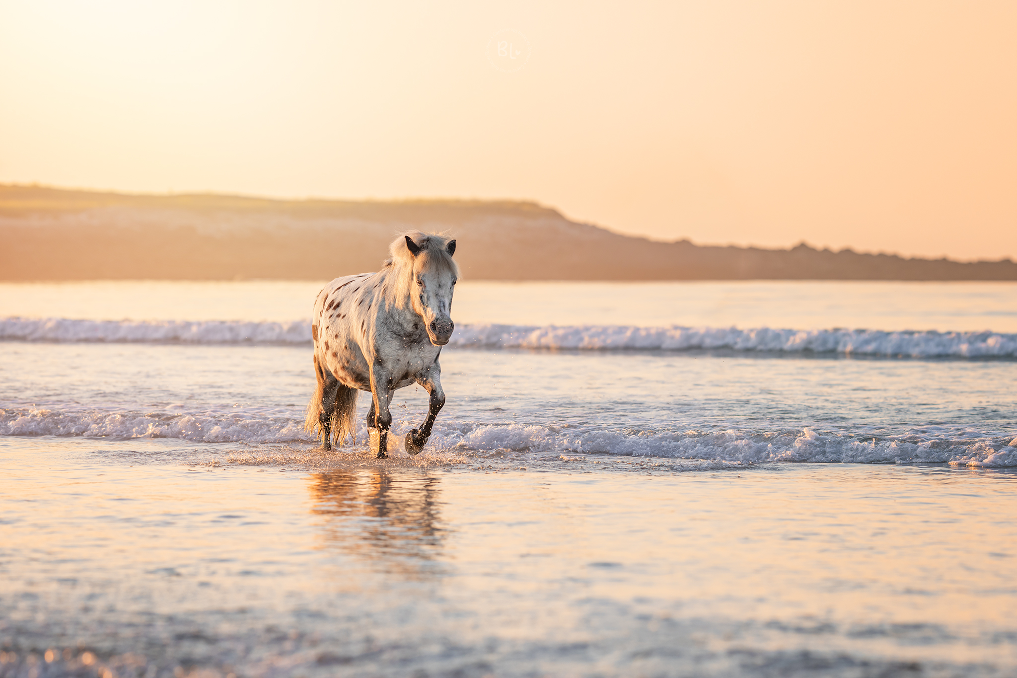 Photographe-cheval-Finistère-brest-Photo-Bubble-Life