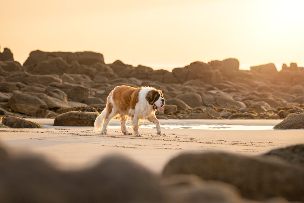 Photographe-chien-Saint-Bernard-plage-Finistère-Brest-Photo-Bubble-Life