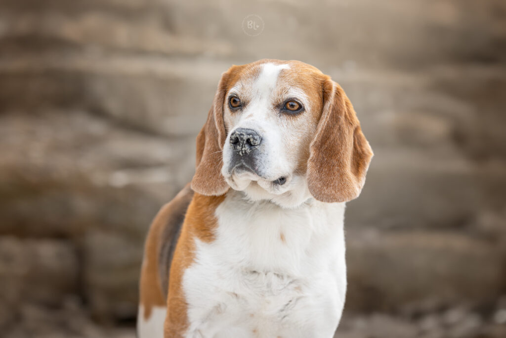 Séance-photo-chien-beagle-plage-Finistère-photographe-Photo-Bubble-Life