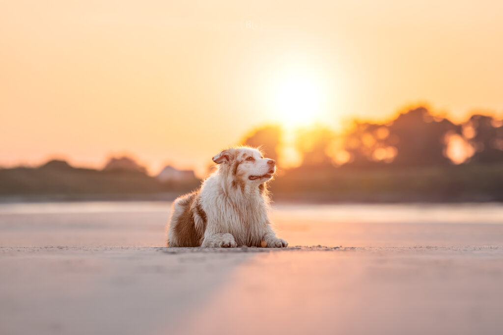 photographe-chien-animalier-berger-australien-brest-ploudalmezeau-finistère-bretagne