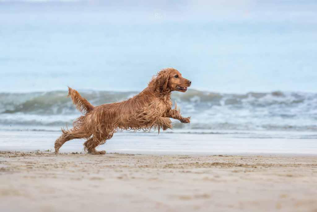 photographe-chien-brest-plouzané-Finistère-Photo-Bubble-Life
