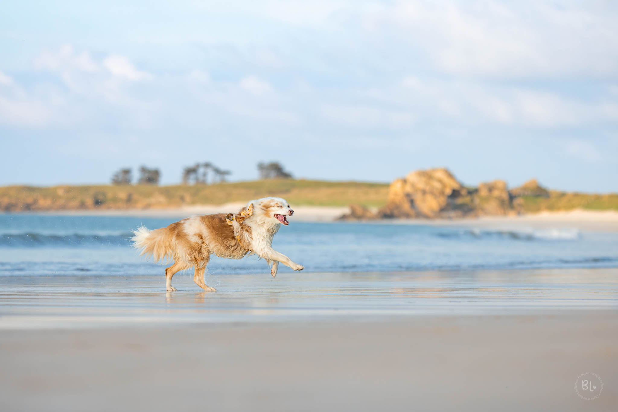Photographe-chien-couple-famille-brest-Finsitère-Bretagne-Photo-Bubble-Life
