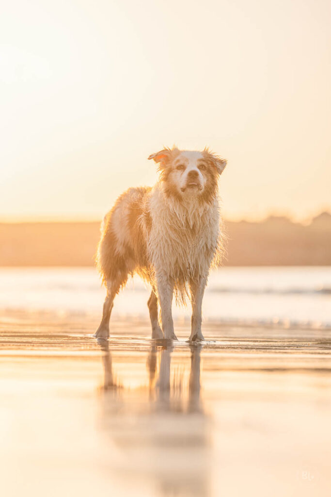 Photo Bubble Life photographe chien couple et famille dans le Finistère en Bretagne