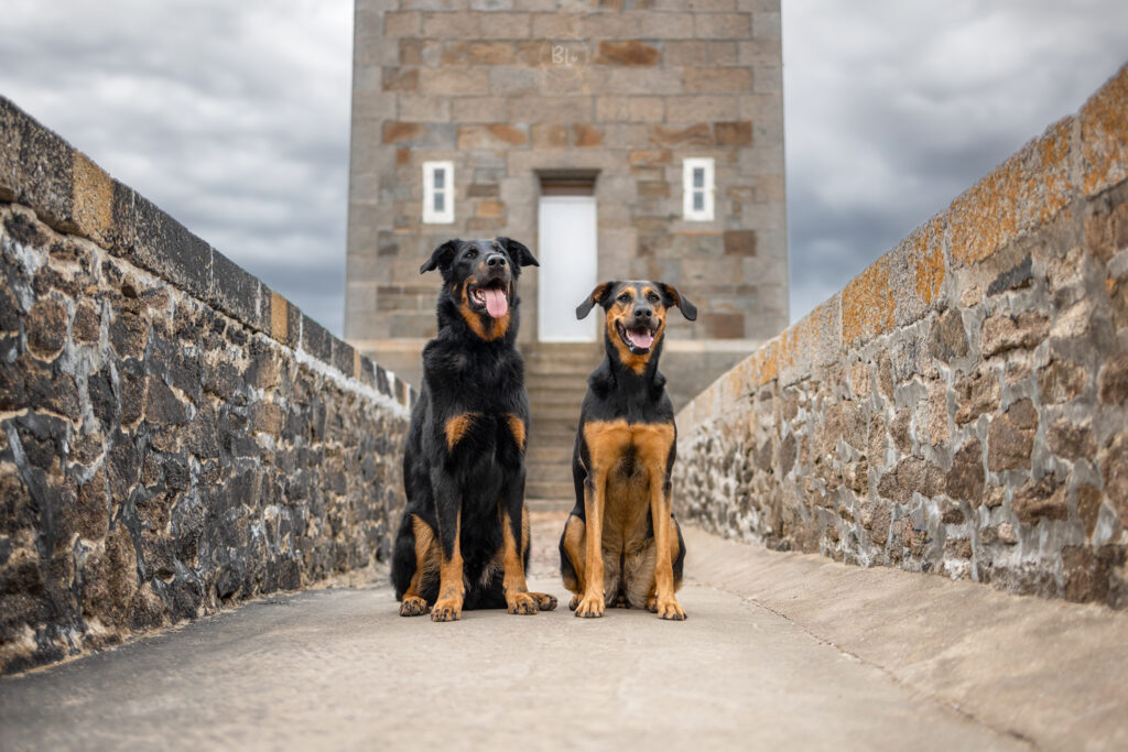 Séance-photo-photographe-chien-brest-finistère-plougonvelin