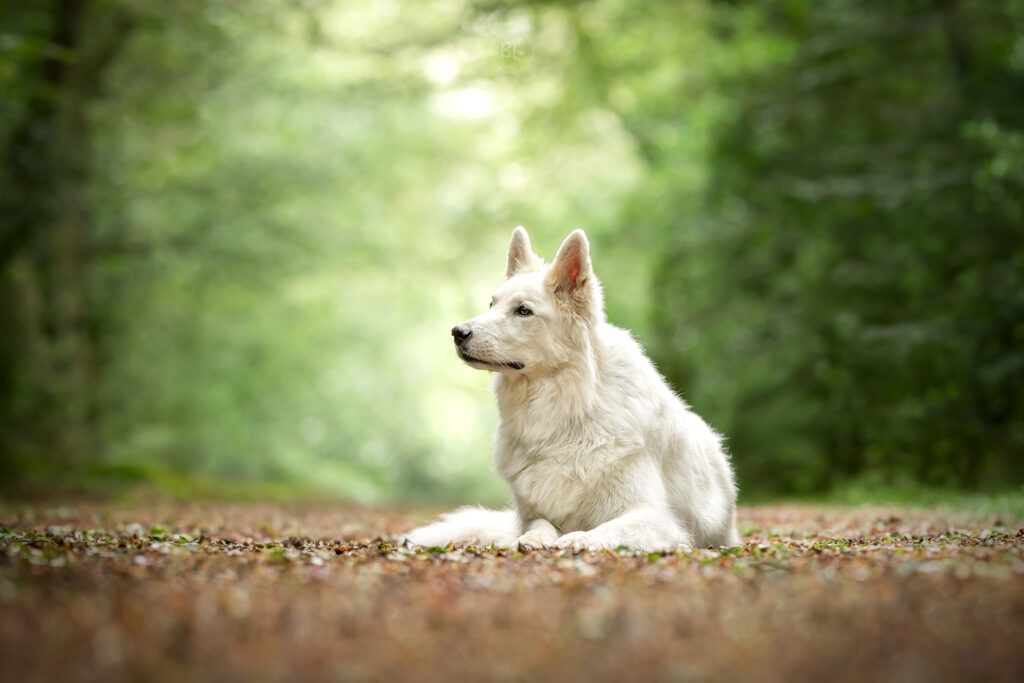 séance-photo-chien-brest-Finistère-Photographe-animalière-Photo-Bubble-Life